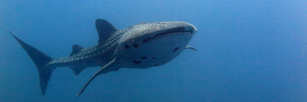 Requin baleine